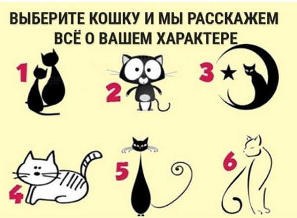 Тест: выберите кошку и узнай об особенностях своего характера