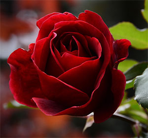 Красная роза - лучший подарок на День Влюбленных